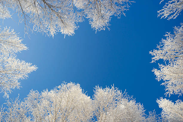 istock White crowns of birches against the blue sky 497003644