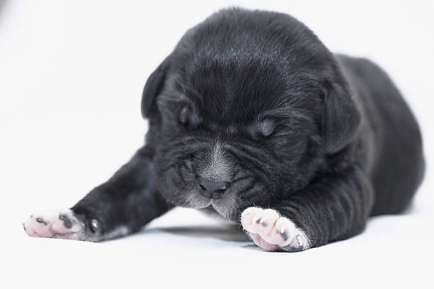 istock Newborn Puppy - Italian Mastiff 497003647