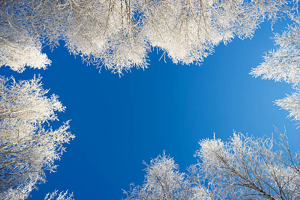 istock White crowns of birches against the blue sky 497003682