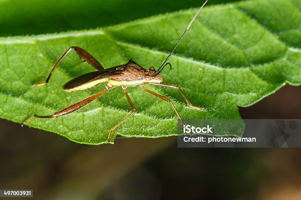 Insecto En El Verde Césped Foto de stock y más banco de imágenes de Aire libre - Aire libre, Amarillo - Color, Animal