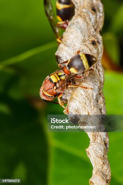 Crea Un Nido Di Vespe - Fotografie stock e altre immagini di Animale selvatico - Animale selvatico, Calabrone - Vespide, Colonia di animali