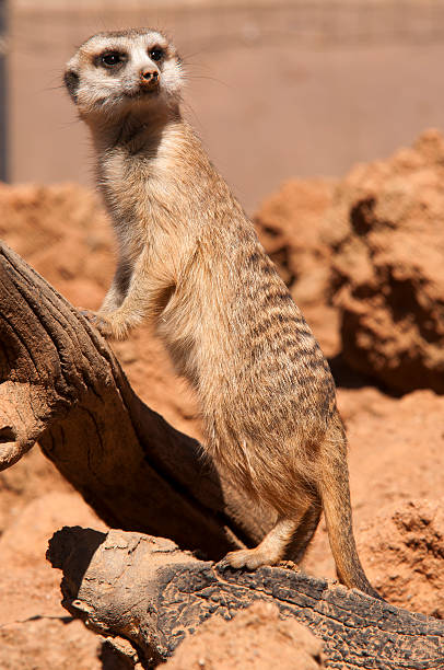 istock Suricate stands sentry, looking for predators, South Africa 497004572