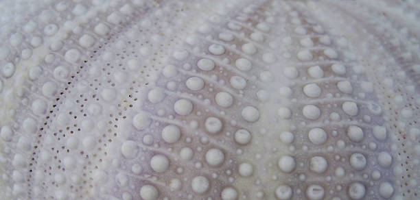 istock Purple Sea Urchin 497004783