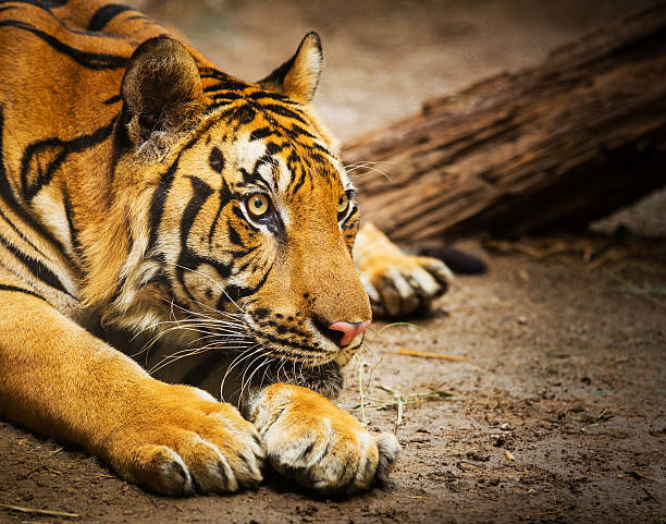 istock Close-up of a Tiger face 497004845