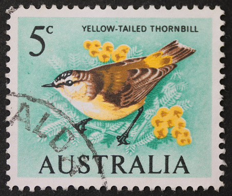 AUSTRALIA  CIRCA 1966: a stamp printed in Australia shows image of Yellow-tayled Thornbill, a typical bird in eastern and south-eastern Australia. Australia, circa 1966
