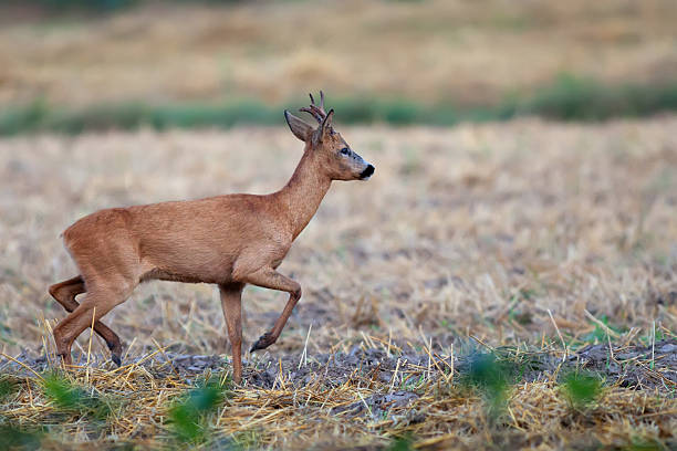 istock Buck deer on the run in the wild 497006040
