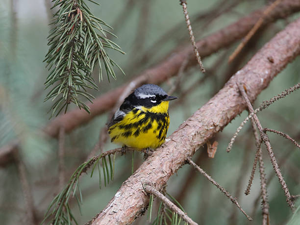 istock Male Magnolia Warbler 497006153