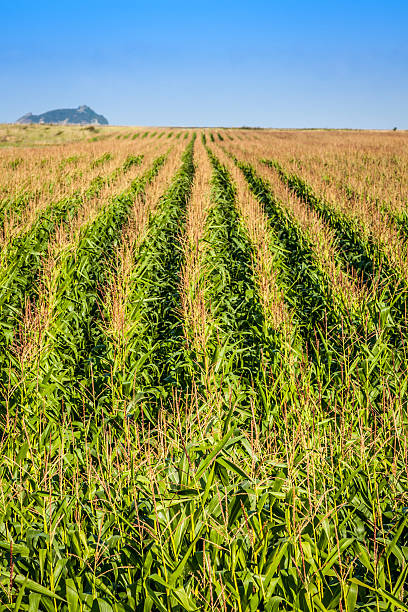 istock Green Corn field in the France 497006291
