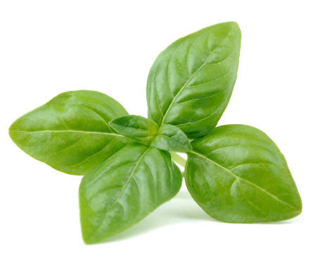 Basil verde aislado sobre fondo blanco photo
