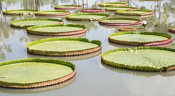 istock Royal Water Lily Victoria 4 497006512