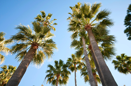 Palm trees in Antalya, Turkey