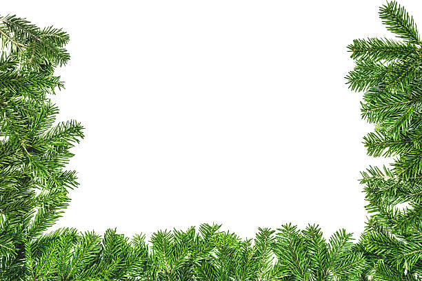 istock green branch of christmas tree on the white background 497006628
