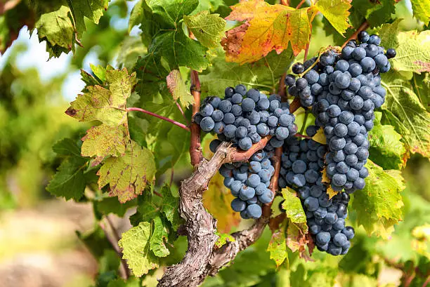 Photo of Ripe grapes