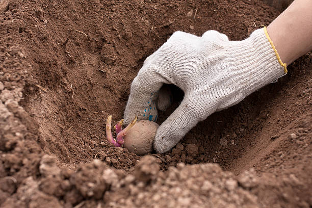 mão plantação de batata no chão - seedbed imagens e fotografias de stock