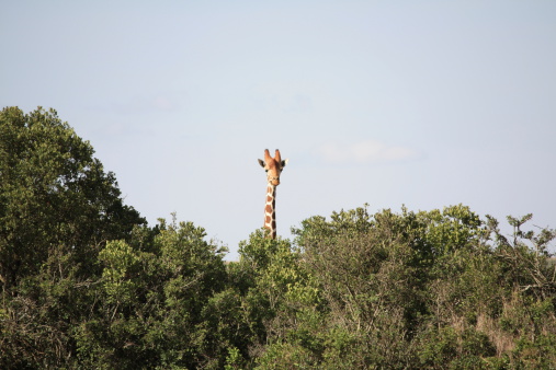 As the giraffe grazed on acacia trees, the sounds of our foot steps sparked his curiosity, and he appeared over the treeline to monitor our whereabouts.