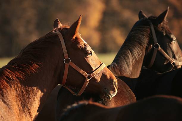 brown horse portrait with green background