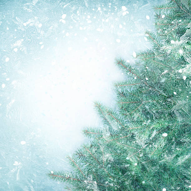istock Christmas tree branch on the snow. 497008230