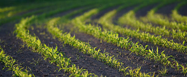 Corn Field Sunset Corn Field Sunset plantlet stock pictures, royalty-free photos & images