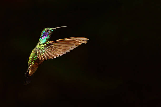 istock Green violetear hummingbird 497008618