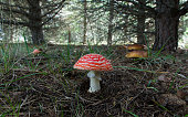 fly-agaric-und-steinpilz-pilze-in-pine-s