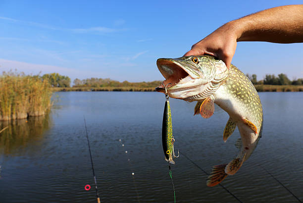 fishing fisherman hand holding pike with bait fishing bait stock pictures, royalty-free photos & images