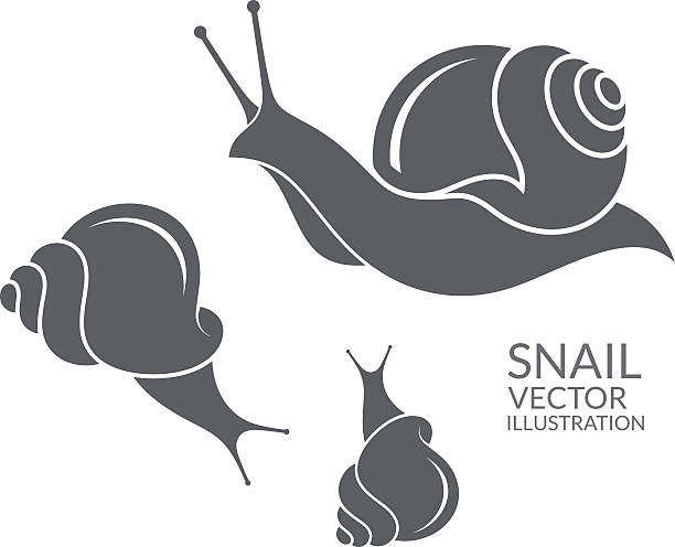 illustrazioni stock, clip art, cartoni animati e icone di tendenza di chiocciola - chiocciola gasteropode