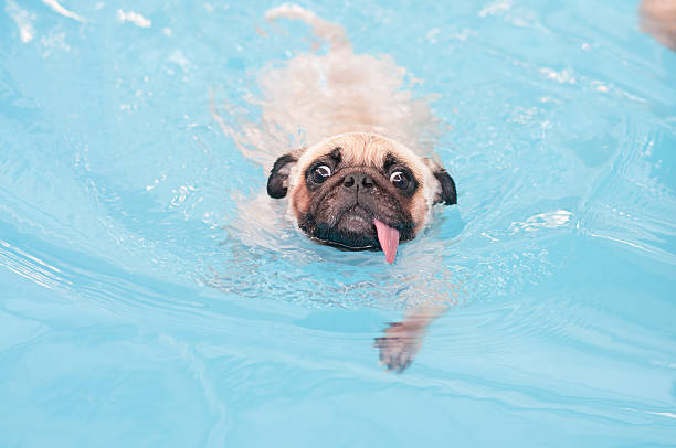 istock Cute dog Pug swim at local public pool 497011262