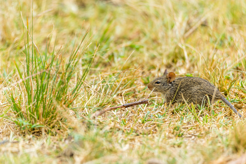 On a rest area on a Masai Mara tour sometimes mice cavort