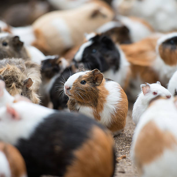 Guinea Pigs 