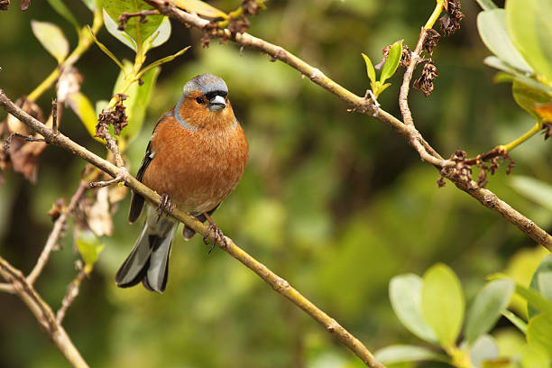 istock Male Chaffinch In Forest 497016497