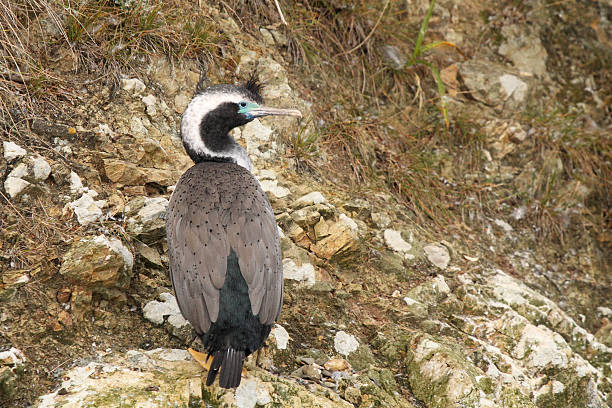 Bubo Phalacrocorax Aristotelis Retrato - fotografia de stock