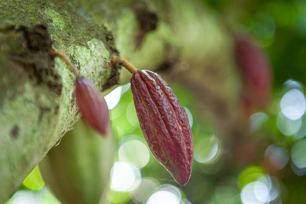 cacao d'arbre en arbre bornes - koffie photos et images de collection