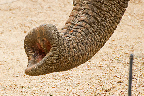 Elephant's Nose Elephant's Nose seoul zoo stock pictures, royalty-free photos & images