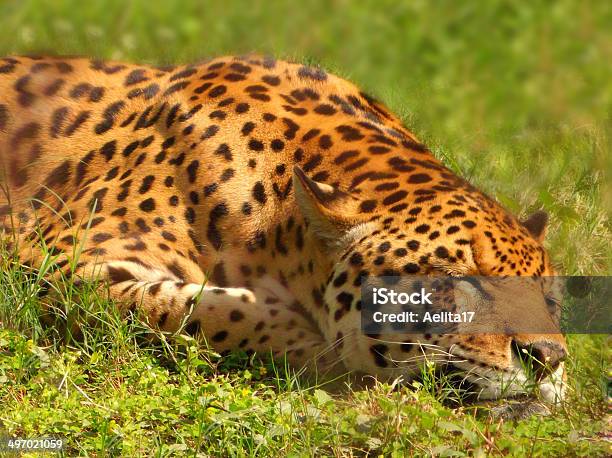 Leopard Stock Photo - Download Image Now - Africa, Aggression, Animal