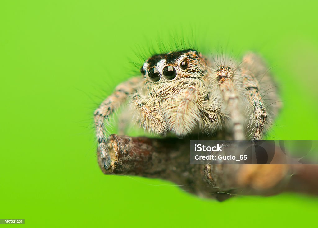 Philaeus chrysops - Jumping spider Animal Stock Photo