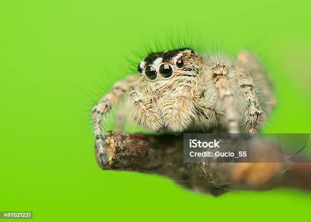 Philaeus Chrysops Jumping Spider Stock Photo - Download Image Now - Animal, Animal Body Part, Animal Eye
