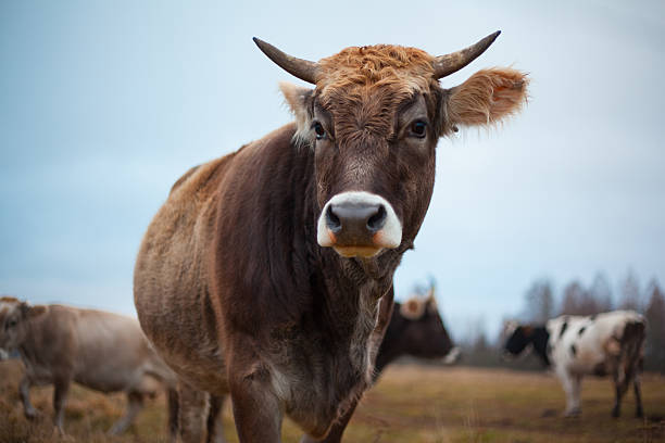 istock groomed cow on the lawn in a fall 497021244
