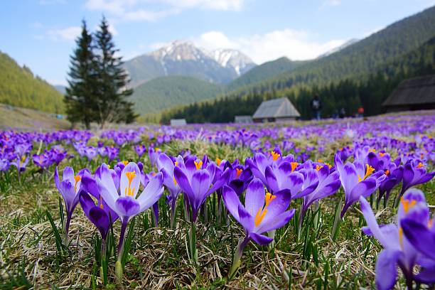 istock Crocuses in Chocholowska valley, Tatra Mountains, Poland 497021267