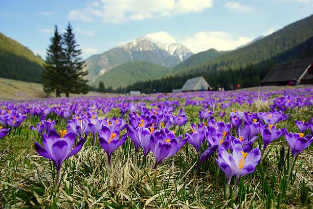 Crocuses in Chocholowska valley, Tatra Mountains, Poland stock photo