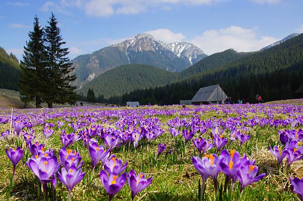 istock Crocuses in Chocholowska valley, Tatra Mountains, Poland 497021337
