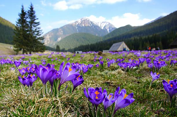 istock Crocuses in Chocholowska valley, Tatra Mountains, Poland 497021341