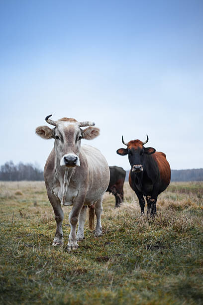 istock groomed cow on the lawn in a fall 497021348