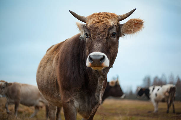 istock groomed cow on the lawn in a fall 497021466