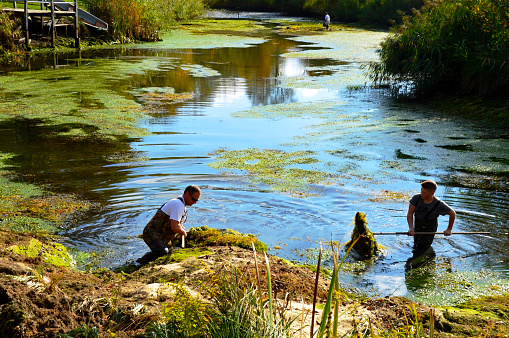 Schwabisch Hall, Germany - 24 October 2013: A man and a boy are in the water of a lake handling residual aquatic weeds. In the distance, another person is seen wandering through the low water level of the lake.