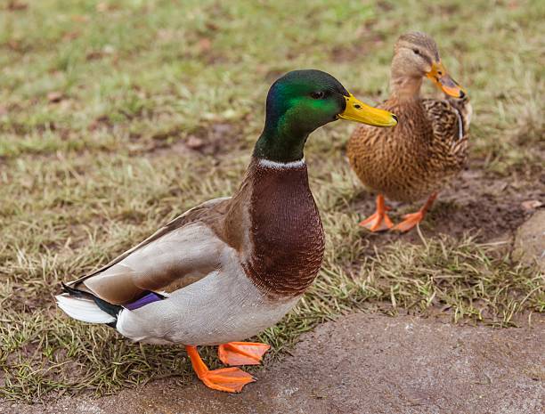 istock Pair of ducks sitting on the grass 497021793