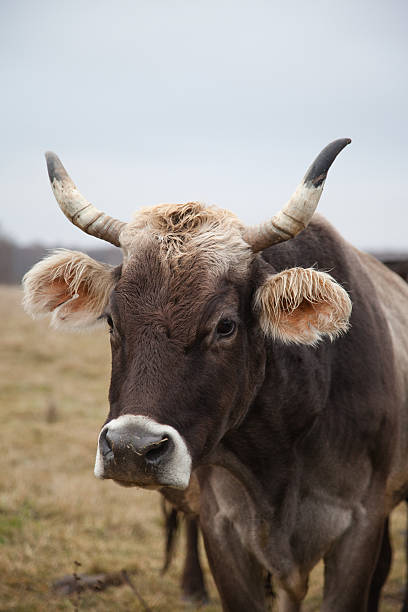istock groomed cow on the lawn in a fall 497021902