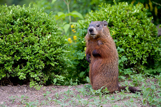 Ground hog peeking out of his hole