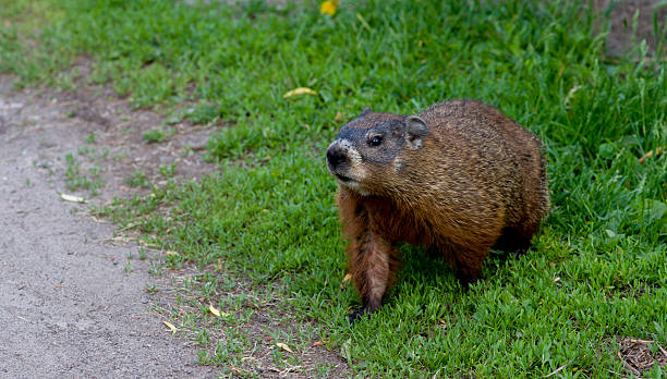 young groundhog pup, also known as a Woodchuck