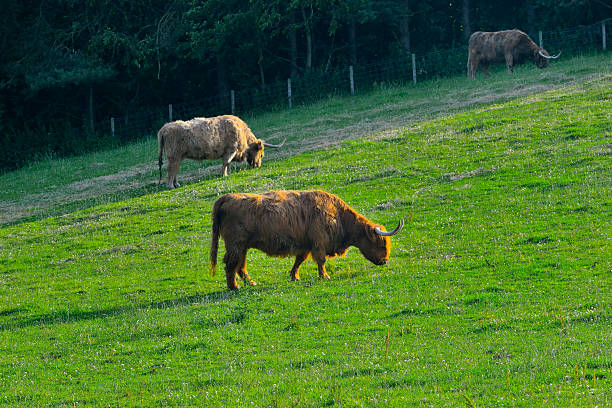 astado vacuno de pasta en la soleada de yorkshire - highland cattle england cow north fotografías e imágenes de stock