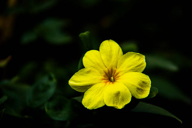 istock Yellow beautiful wildflower. 497022130